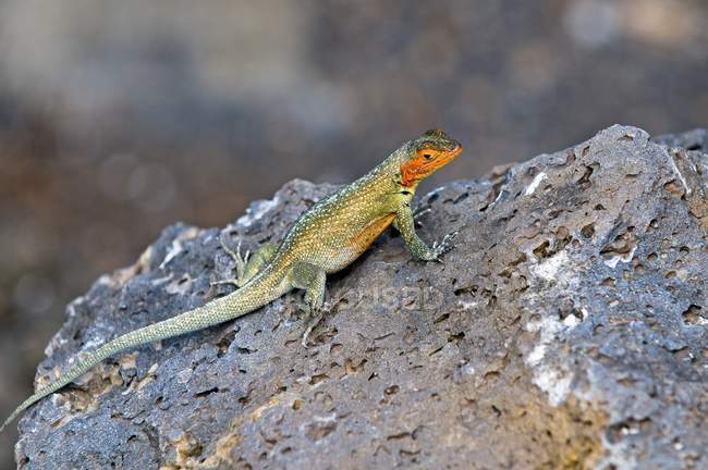 Lava Lizard On Rock — Stock Photo
