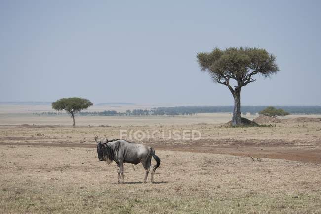 Wildebeest de pé em arquivado — Fotografia de Stock