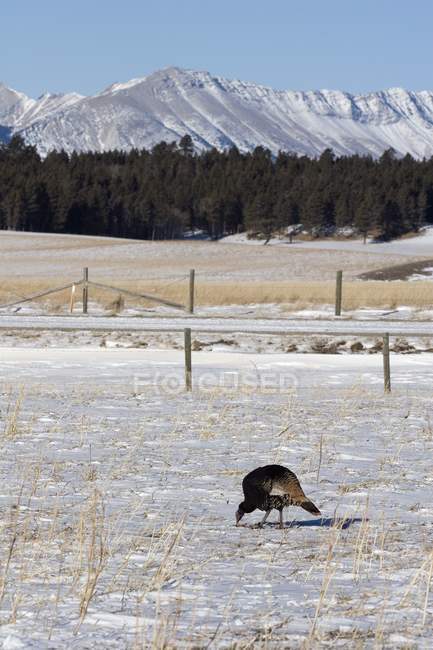 Wild Turkey In Field — Stock Photo