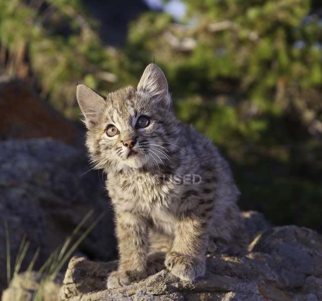 Bobcat Kitten si siede sulla pietra — Foto stock
