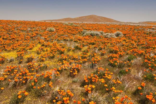 California Papavero Wildflower — Foto stock