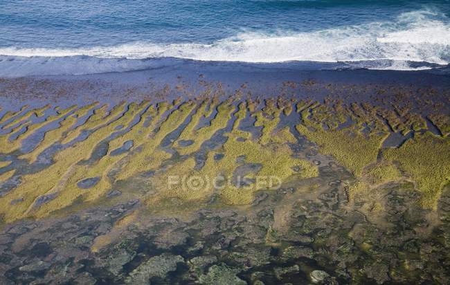 Colheita de algas marinhas carragenas — Fotografia de Stock