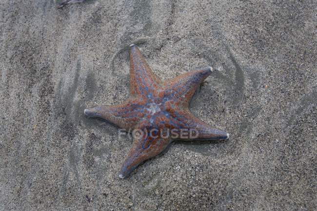 Estrella de mar en playa de arena - foto de stock