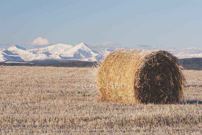 Hay Bale In Cut Field — Stock Photo