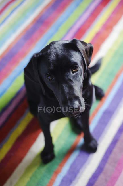 Labrador nero seduto — Foto stock
