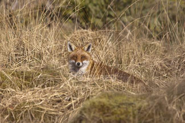 Una volpe rossa che si nasconde nell'erba marrone — Foto stock