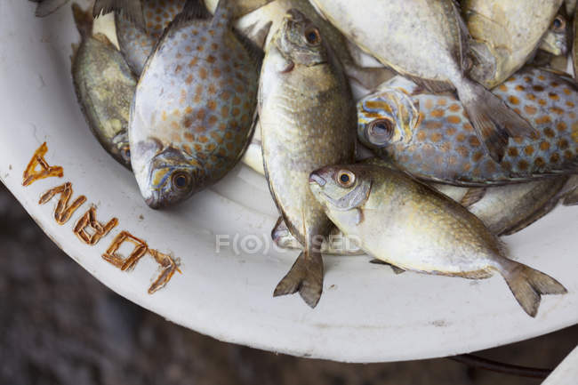 Pesce fresco al mercato — Foto stock