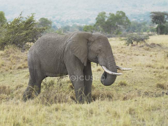 Elefant mit Stoßzähnen auf dem Feld — Stockfoto