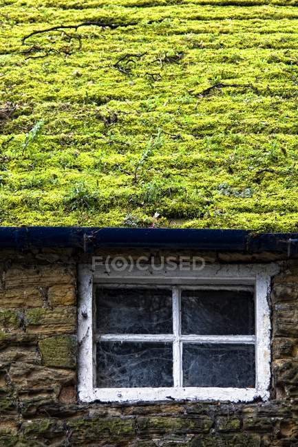 Трава растет на крыше — стоковое фото