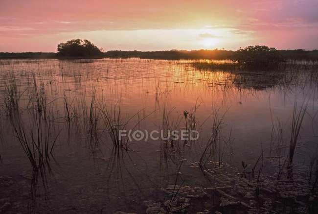 Salida del sol sobre el pantano en Florida - foto de stock