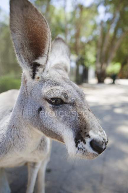 Kangourou regardant la caméra — Photo de stock