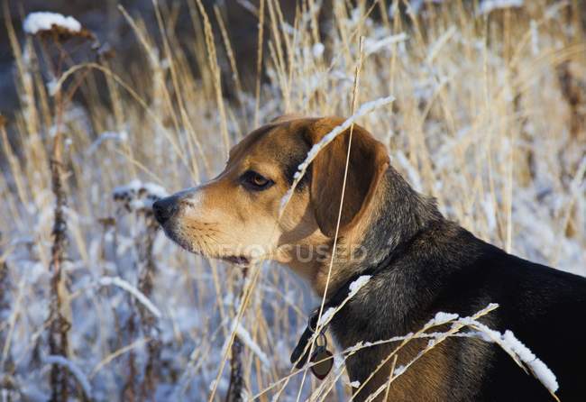 Dog standing Outdoors — Stock Photo