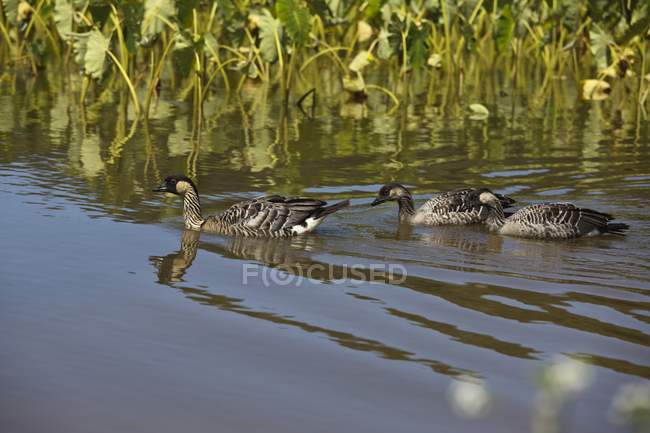 Hawaiian Goose e Goslings — Foto stock
