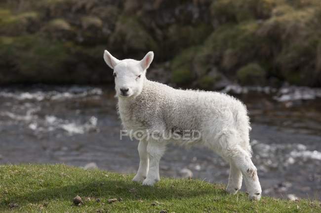 Schafe stehen am Ufer — Stockfoto