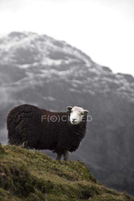 Herdwick Sheep grazing — Stock Photo