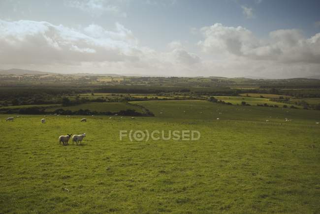 Pâturage des moutons dans le champ — Photo de stock