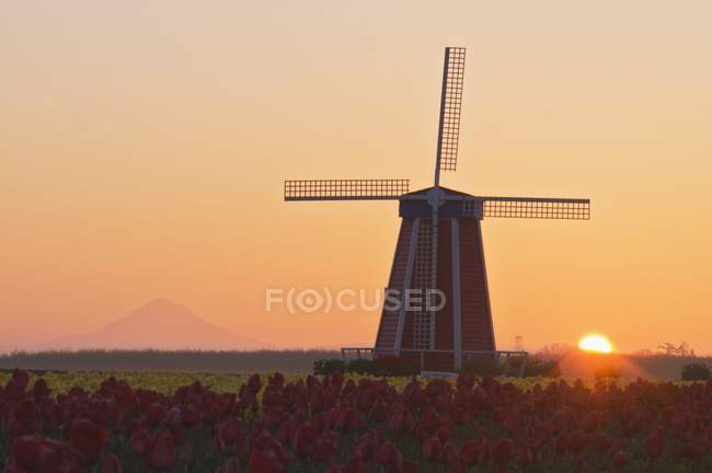 Windmill on field with flowers — Stock Photo