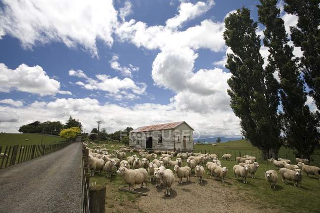 Овцы и заброшенный фермерский дом — стоковое фото