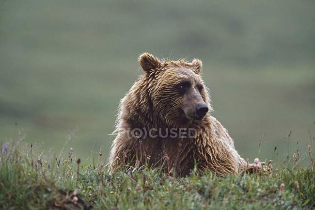 Orso grizzly con pelliccia bagnata — Foto stock