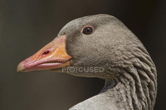 Closeup Of Goose head — Stock Photo