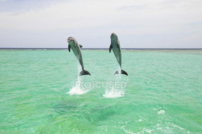 Dos delfines nariz de botella - foto de stock