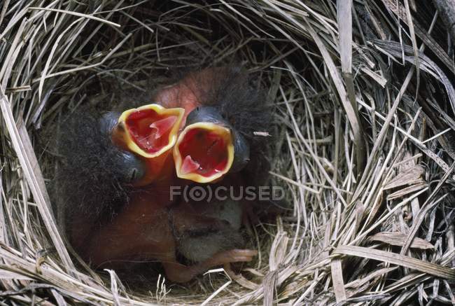 Nestlings Junco de ojos oscuros - foto de stock