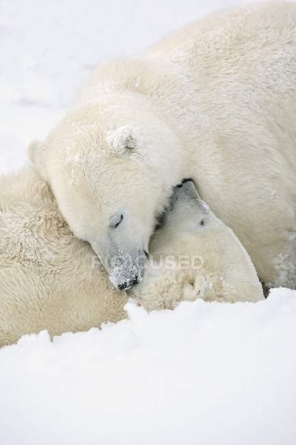 Due orsi polari — Foto stock