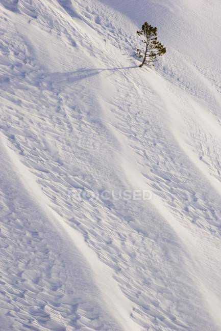 Arbre solitaire sur le mont Hood en hiver — Photo de stock