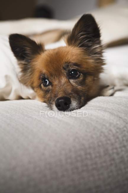 Cane sdraiato sul letto — Foto stock