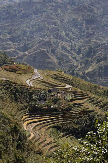 Terraced Rice Paddies Outside — Stock Photo
