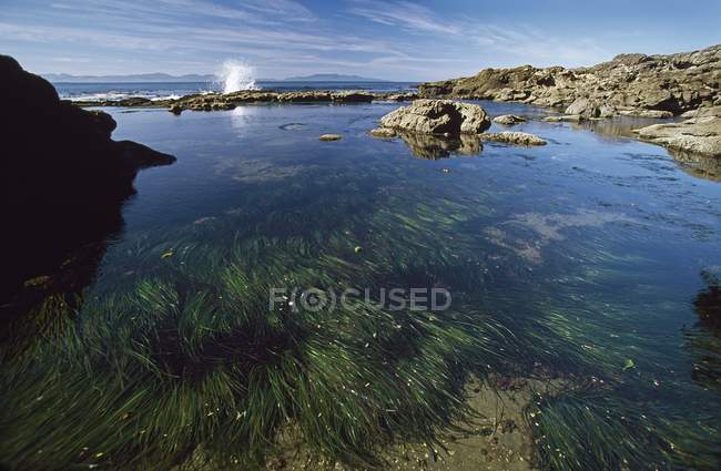 Piscina de maré durante o dia — Fotografia de Stock