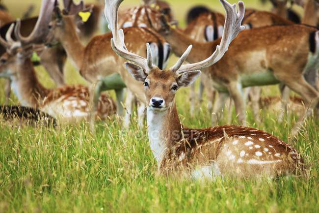 Fallow Deers  grazing — Stock Photo