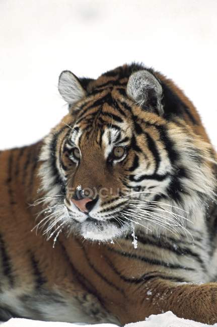 Tigre siberiano tendido en la nieve - foto de stock