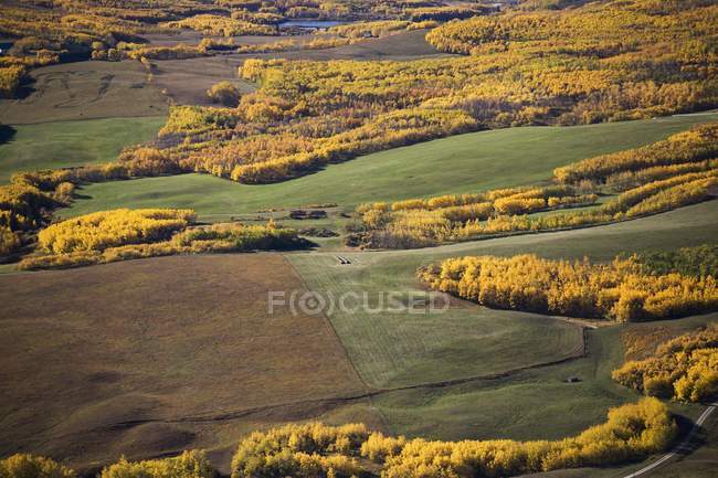 Rolling Hills con árboles de oro - foto de stock