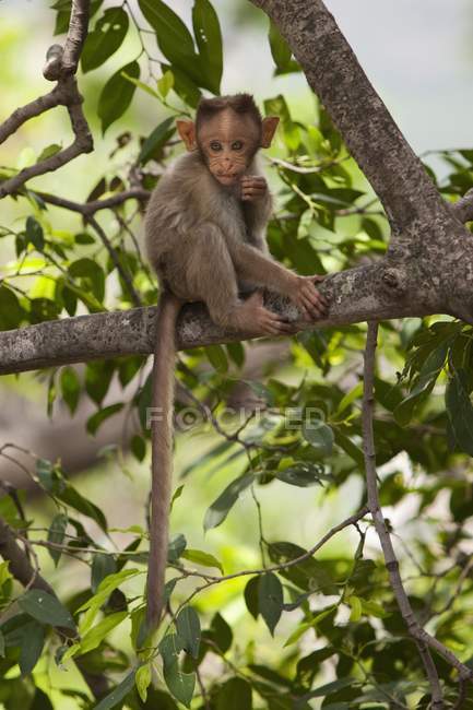 Macaco empoleirado na árvore — Fotografia de Stock