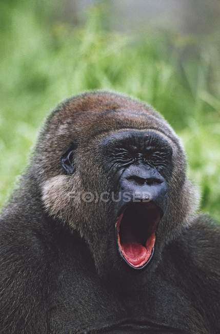 Gorilas occidentales bostezando - foto de stock