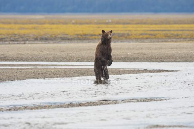 Orso grizzly in piedi — Foto stock