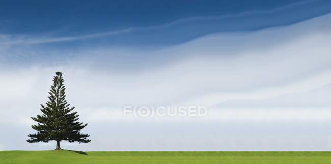 Árvore conífera em pé sozinha — Fotografia de Stock
