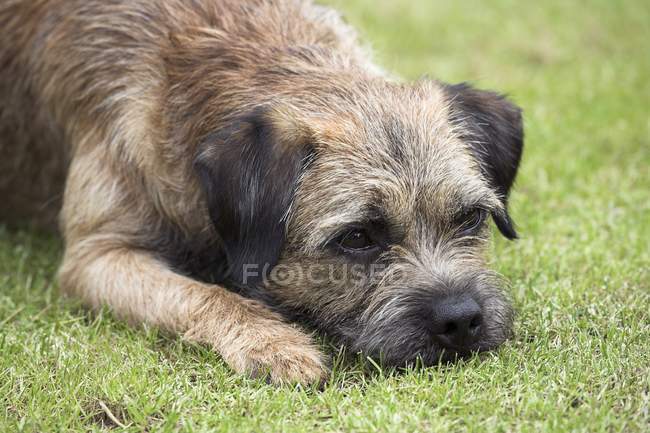 Border Terrier laying — Stock Photo
