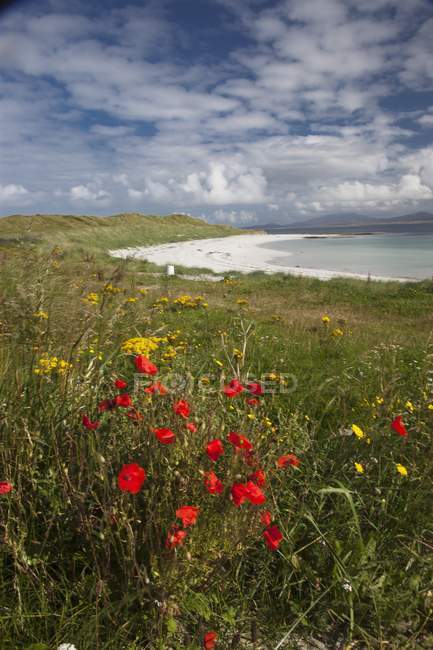 Flores silvestres rojas en la playa - foto de stock