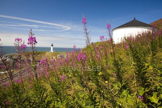 Fleurs sauvages sur la colline avec phare — Photo de stock
