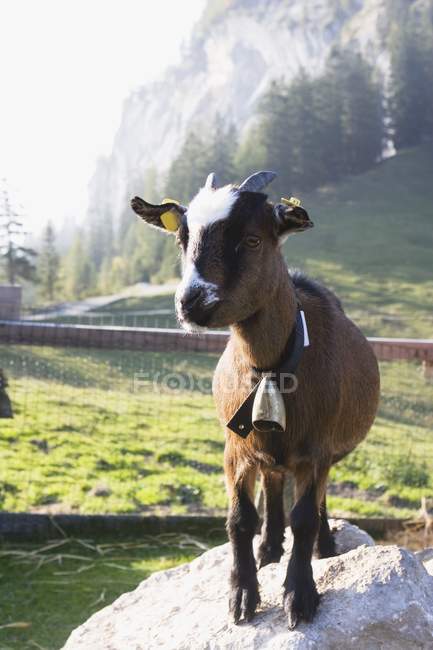 Goat Kid standing — Stock Photo