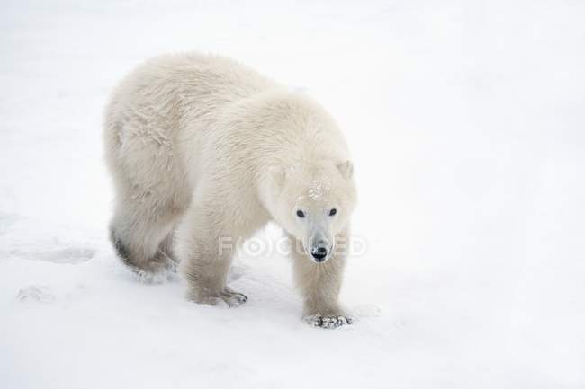 Einsamer Eisbär — Stockfoto
