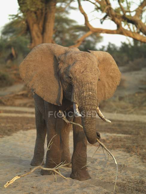 Elefante de pie contra el árbol - foto de stock