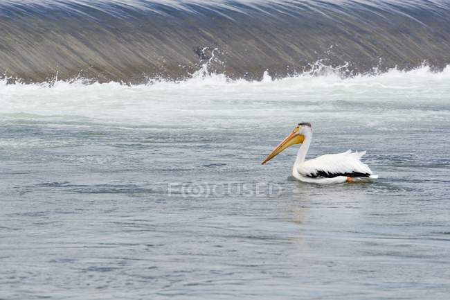 Pélican blanc d'Amérique — Photo de stock
