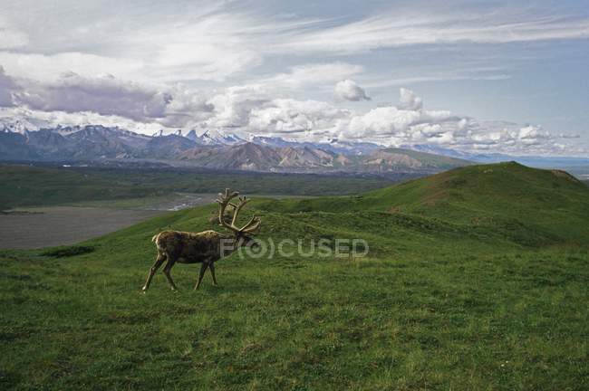 Karibus-Bulle auf Almwiese, Alaska, USA — Stockfoto