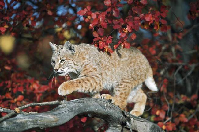 Bobcat marche sur la branche — Photo de stock