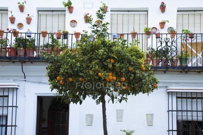 Árvore de frutas na frente da casa — Fotografia de Stock