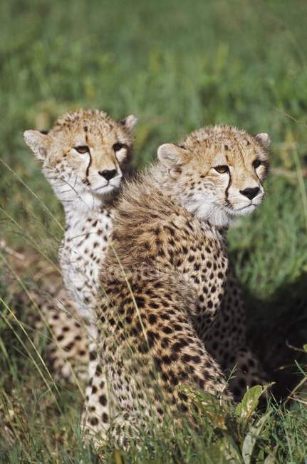 Jóvenes guepardos en hábitat de pastizales - foto de stock