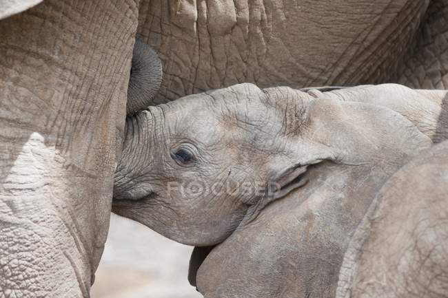 Elefante bebé con madre - foto de stock